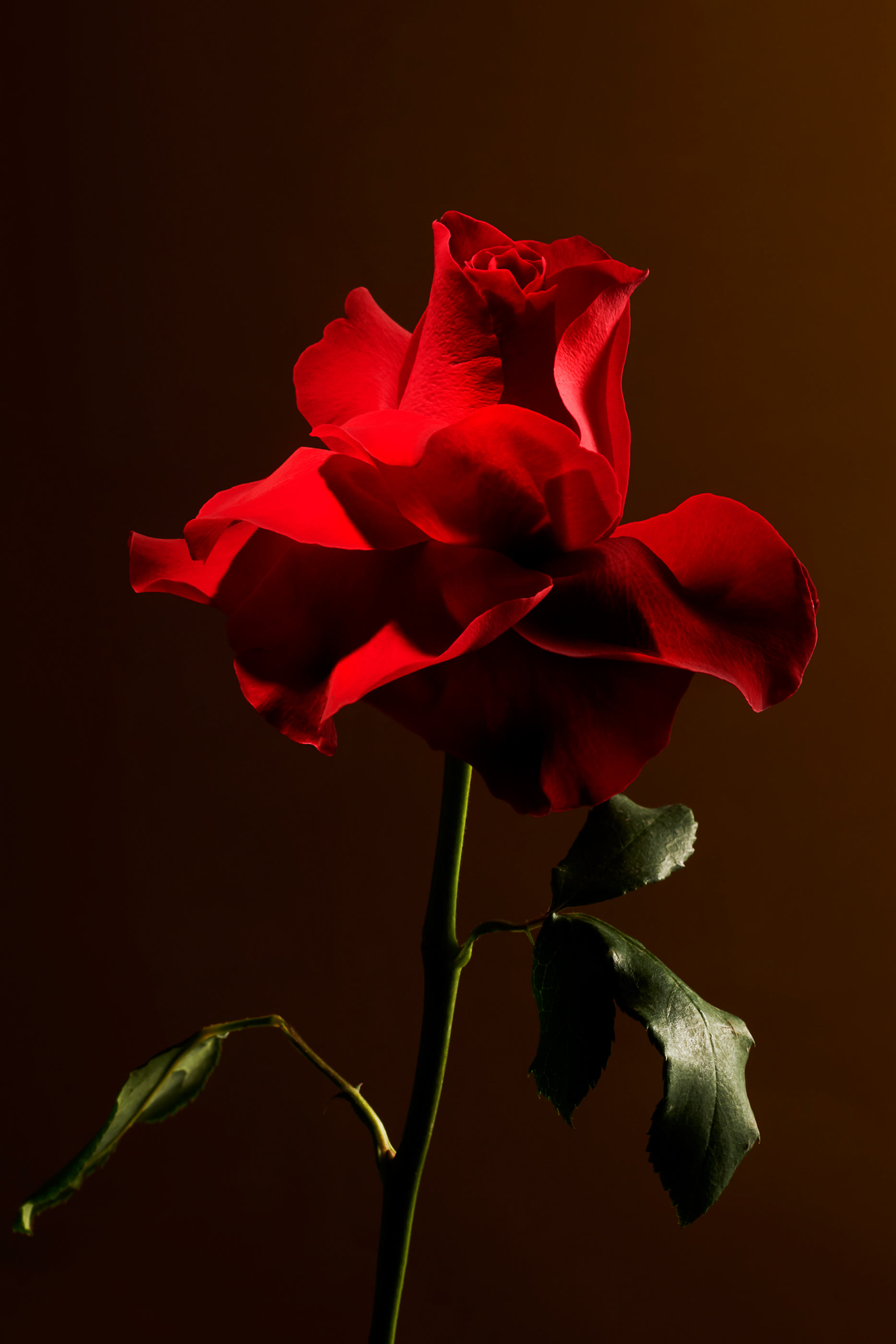 Imperial Rose Scented Candle, 360g