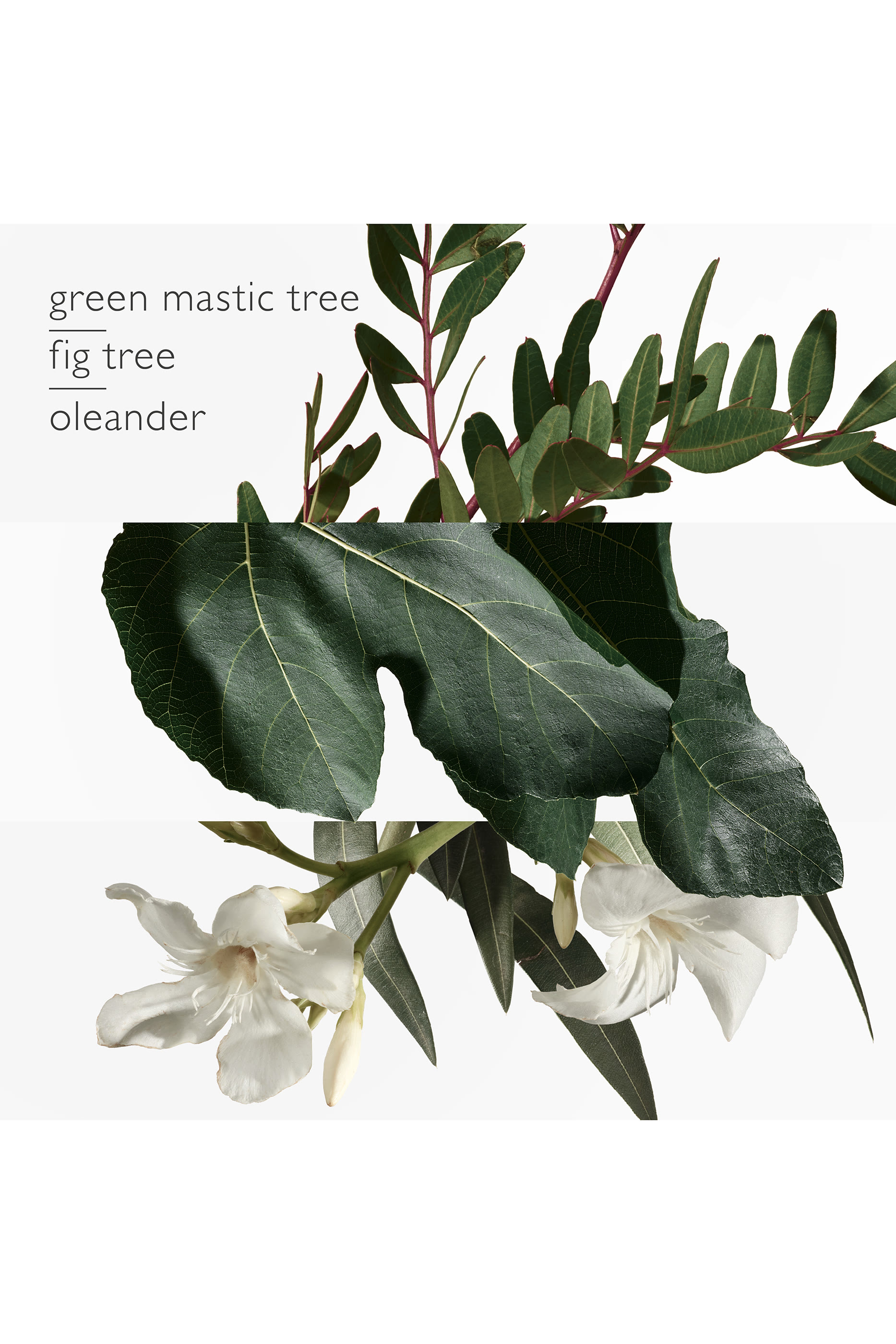 Un Jardin en M&eacute;diterran&eacute;e, Eau de toilette