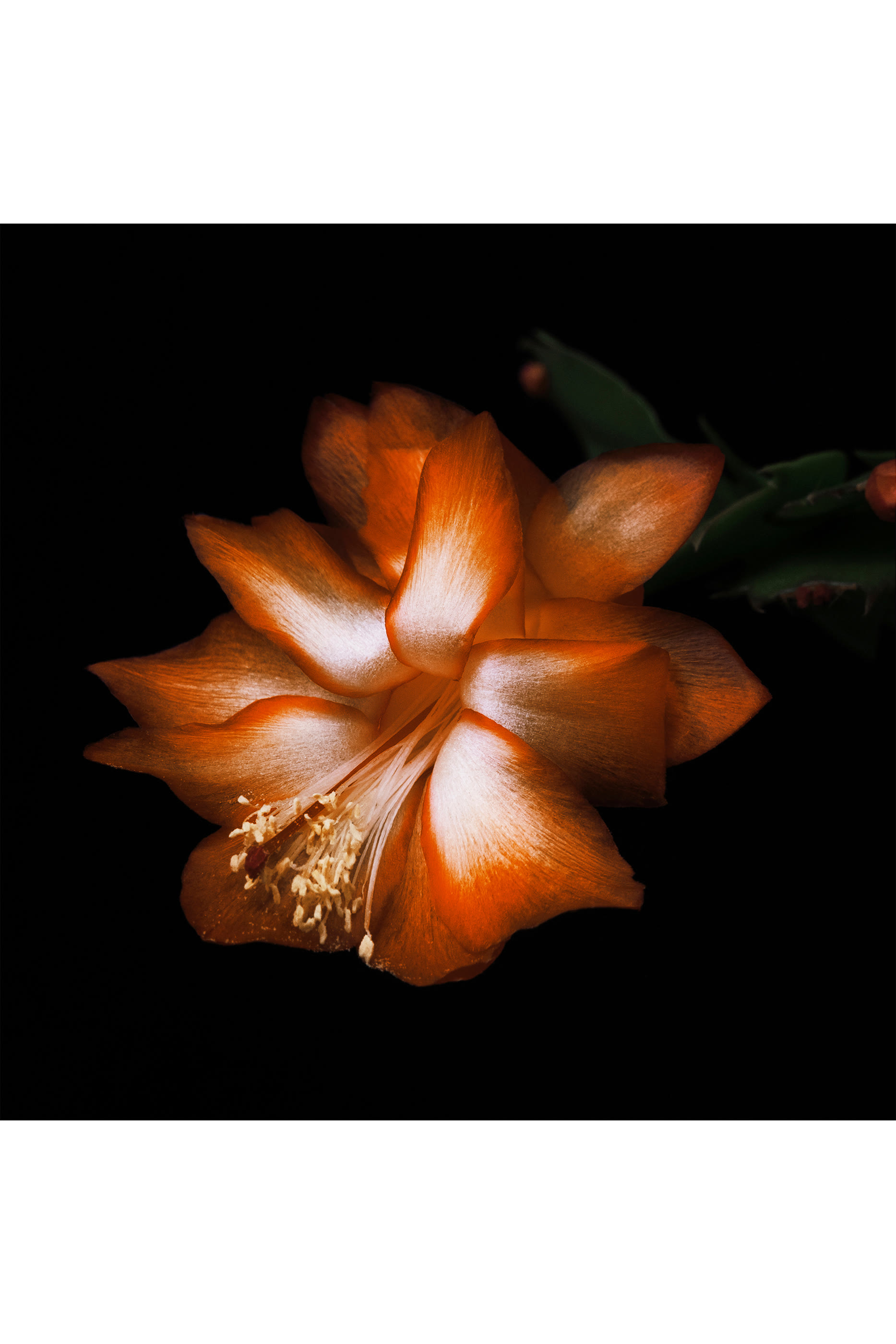 Black Saffron Absolu de Parfum